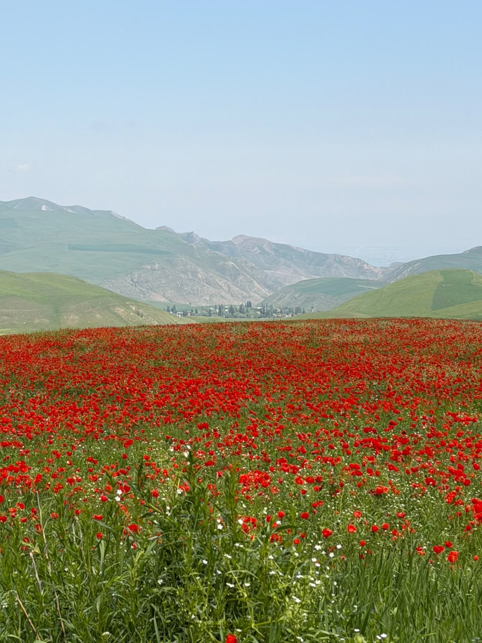 Red poppies in green grass beneath the foothills of Kyrgyzstan